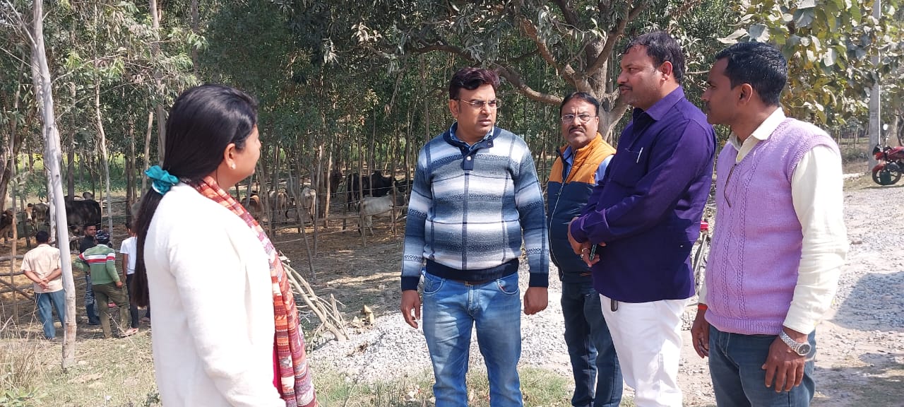 गोंडा : ग्राम पंचायत भोंदू पुरवा आटा में अस्थाई गौशाला बनाकर छुट्टा  पशुओं को कराया संरक्षित