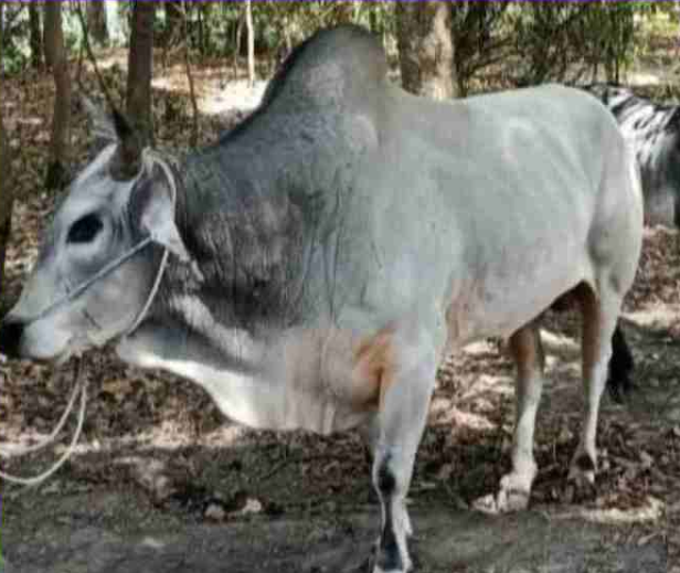 गोंडा : बेसहारा पशुओं से किसान परेशान , कागजों में गौशाला , किसानों की नही हो रही सुनवाई