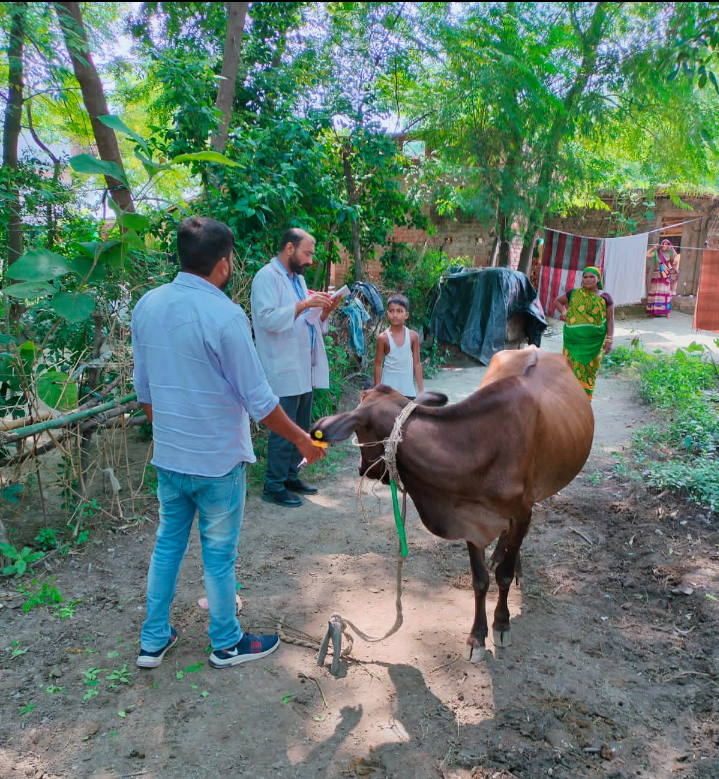 गोंडा : लंपी रोग की रोकथाम के लिए पशुपालन विभाग द्वारा किया जा रहा टीकाकरण