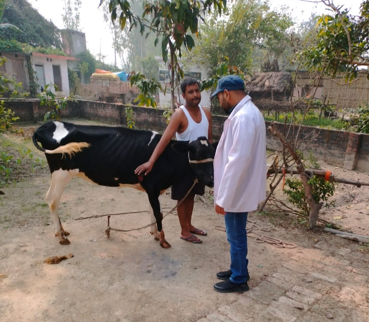 गोंडा : परसपुर : लंम्पी बीमारी से पीड़ित मवेशी का इलाज करते डॉ हेमंत सिंह
