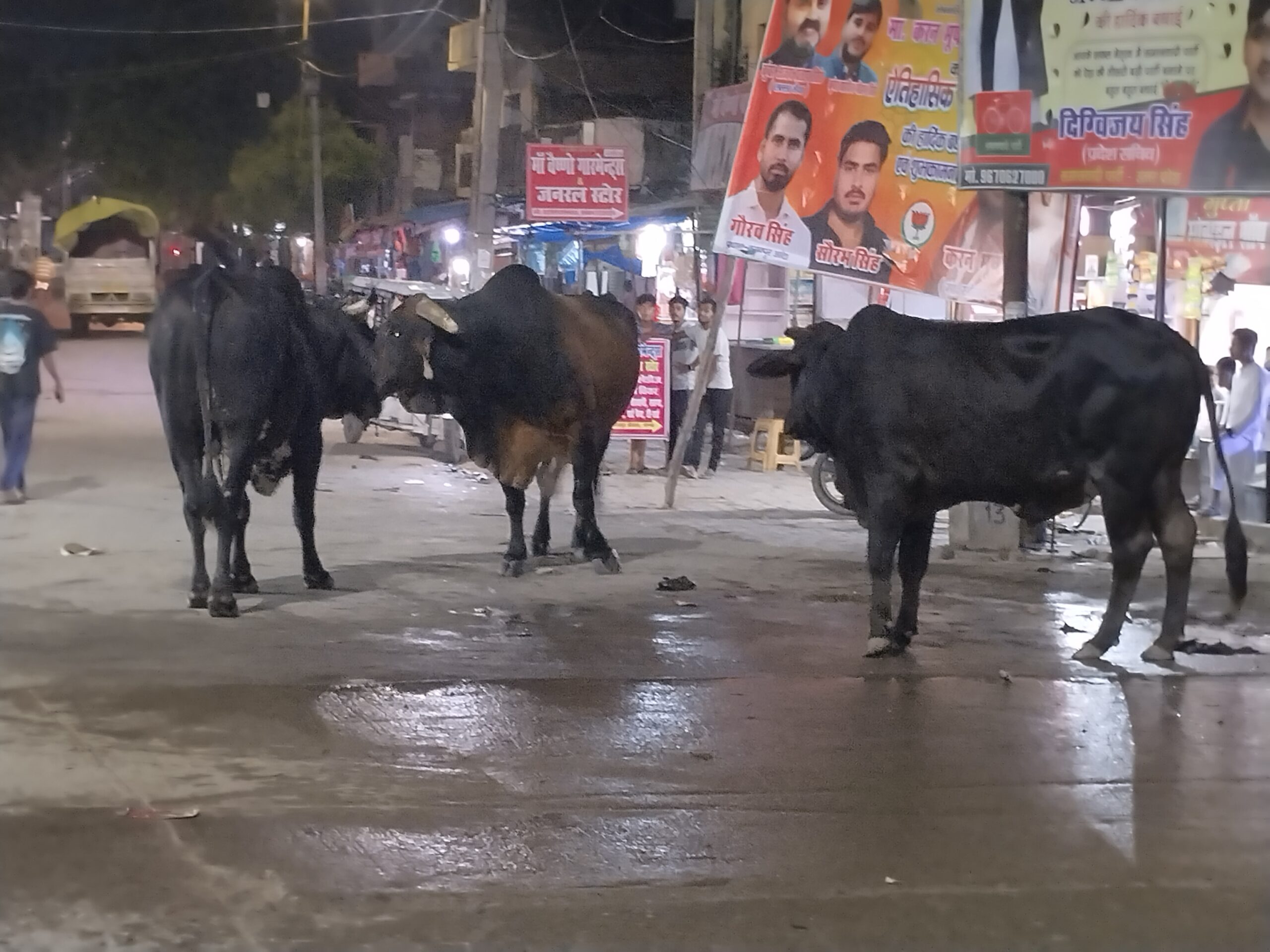 गोंडा : छुट्टा जानवरों का आतंक: परसपुर चौराहे की बड़ी समस्या