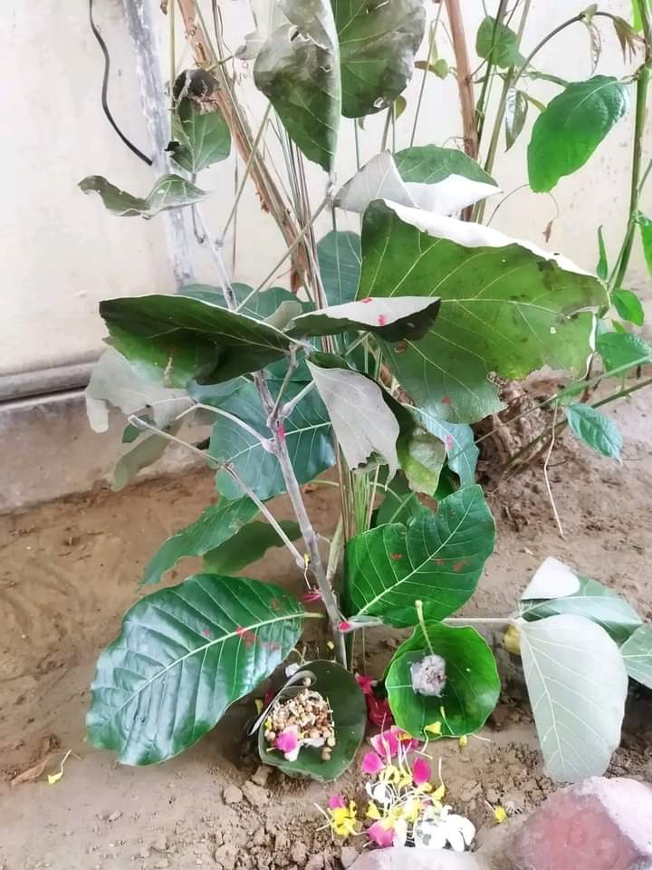 आप सभी को हलषष्ठी २०२४ की असीम एवं हार्दिक शुभकामनाएं!